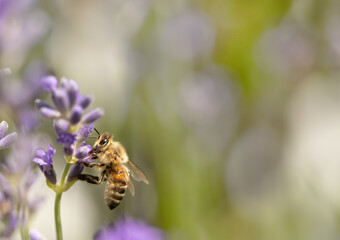 Bee on a flower collecting nectar and pollen, Apis