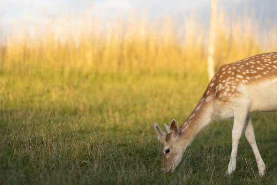 Young buck from fallow deer family with white dotted fur grazing on meadow, dama dama