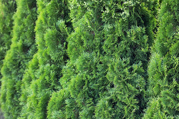 Green abstract thuja background, thuja tree for garden decoration