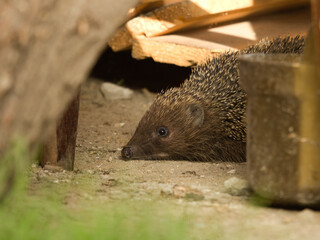 Hedgehog  wild hedgehogs on garden, closeup, cute, fluffy hedgehog.