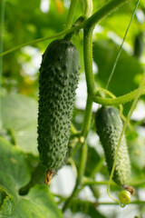 Fresh cucumber on the stem growing