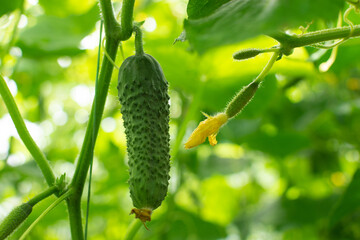 Fresh cucumber on the stem growing