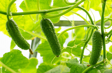 Fresh cucumber on the stem growing