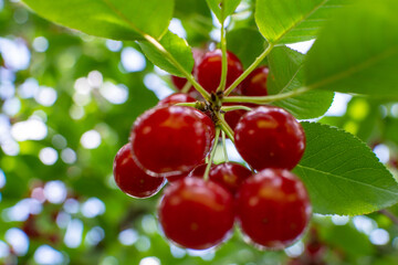 Ripe red cherries on the branch growing in orchard garden