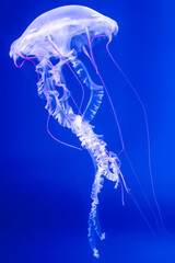 Chrysaora pacifica - Japanese sea nettle