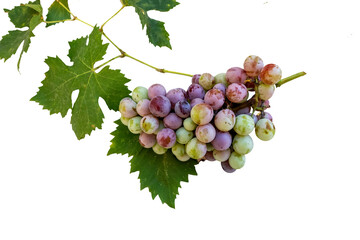 bunch of grapes isolated on white
