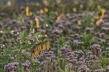 Sonnenblumen in einem Feld als Ackerrandstreifen, zur Freude der Bienen, auch Bienenweide genannt