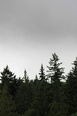 Pine forest in the United States with the condition that the rain clouds are falling, the sky is gloomy