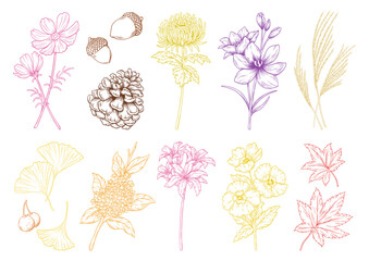秋の花や植物, ベクターのイラストレーション, カラー線画, 秋の挿絵のセット.