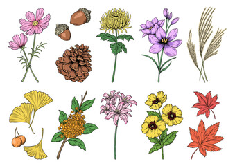 秋の花や植物, ベクターのイラストレーション, 線画と塗り, 秋の挿絵のセット.
