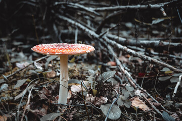 Red poisonous fly agaric in the forest. Close-up. Fly agaric red.
