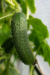 Fresh cucumber on the stem growing