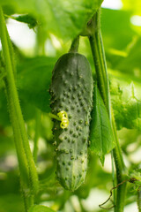 Fresh cucumber on the stem growing