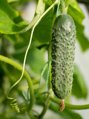 Fresh cucumber on the stem growing