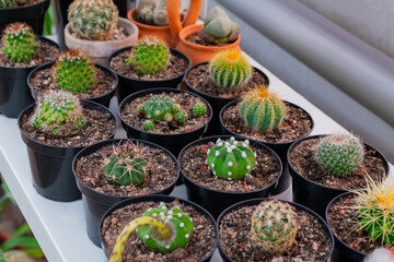 Cacti on a pots stand in a row on a shelf in an African (tropical) greenhouse