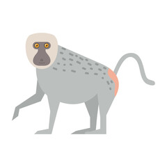 baboon monkey animal