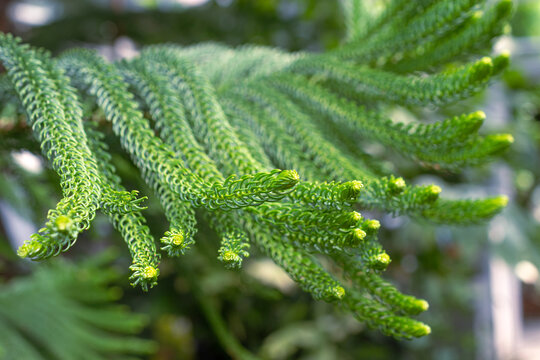 Araucaria heterophylla (Norfolk Island Pine, House Pine) branches close up