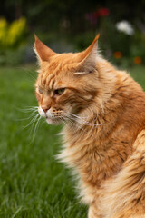 An adult red Maine Coon cat sits on a background of green grass on the lawn.