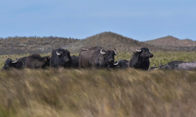 Water buffalo, Bubalus bubalis, species introduced in Argentina, La Pampa province, Patagonia.