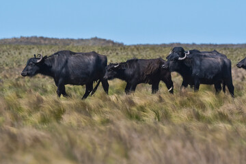 Naklejka na ściany i meble Water buffalo, Bubalus bubalis, species introduced in Argentina, La Pampa province, Patagonia.