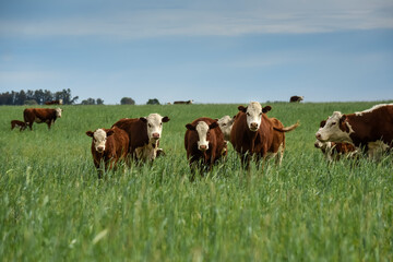 Cattle raising  with natural pastures in Pampas countryside, La Pampa Province,Patagonia, Argentina.