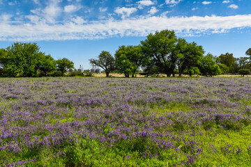 Flowered field in summer time landscape, La Pampa province, Patagonia, , Argentina.