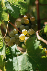 white grapes on vine