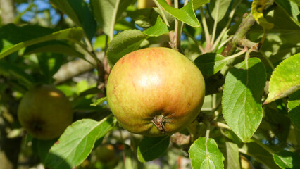apple on tree