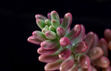 Sedum rubrotinctum Aurora plant on a black background. Jelly bean succulent with colorful leaves