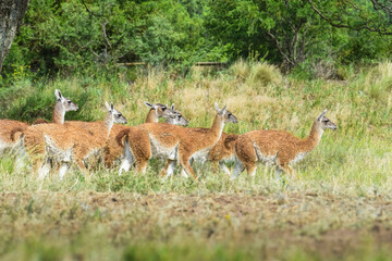 Lama animal, , in pampas grassland environment, La Pampa province, Patagonia,  Argentina