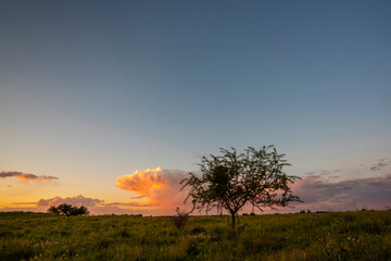 Obraz premium Calden tree landscape, La Pampa province, Patagonia, Argentina.