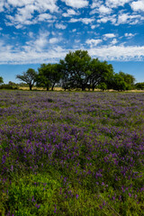 Fototapeta na wymiar Flowered field in summer time landscape, La Pampa province, Patagonia, , Argentina.
