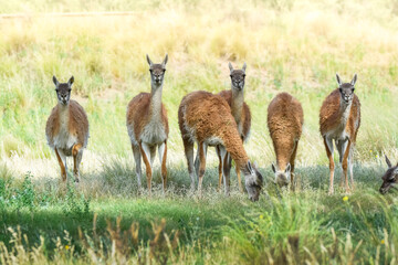 Lama animal, , in pampas grassland environment, La Pampa province, Patagonia,  Argentina