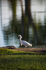 Ducks, Birds, Nature and more!