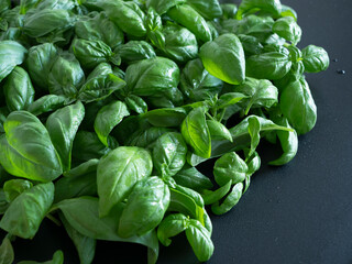 many basil leaves on a black slate plate, still life of food ingredient for italian seasoning