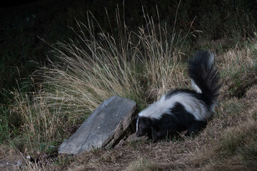 Skunk on the prowl.