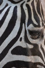 Fototapeta na wymiar Close up Zebra's fur