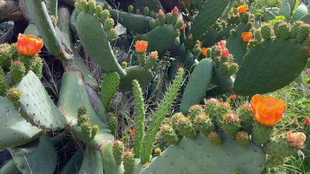 Big cactuses in blossom. Cactus with orange flowers. 4K.