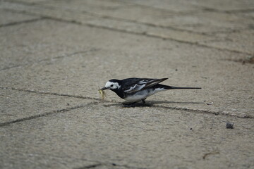 male pied wagtail (Motacilla alba yarrellii) which has captured a large insect