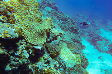 Underwater scenery with corals and fish in background. Diving at Anakao, Madagascar