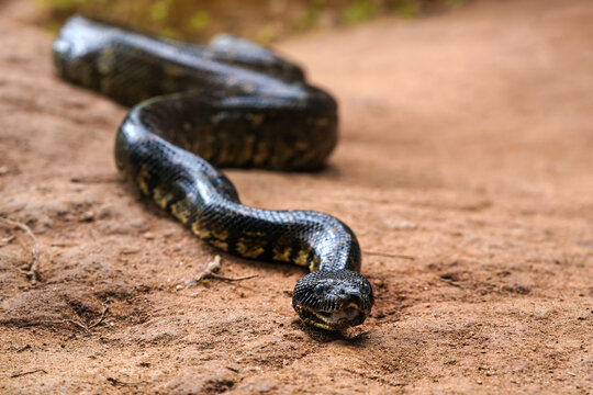 Madagascar tree boa snake - Sanzinia madagascariensis - slither on dusty ground, closeup detail