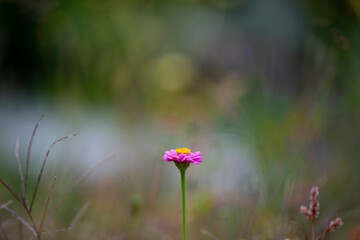beautiful meadow flowers with nice bokeh - soft focus art floral background
