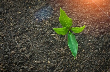 Naklejka premium A delicate soybean sprout in the field stretches towards the sun. Rows of soy plants on an agricultural plantation.