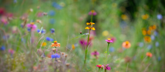 beautiful meadow flowers with nice bokeh - soft focus art floral background