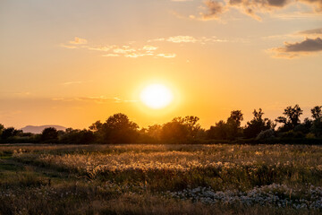 Beautiful summer sunset over Sava riverbanks, behind tall grass full of wildflowers, near city of Zagreb, Croatia