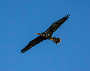Anhinga soaring in a clear blue sky