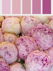 Color palette inspired by pink peonies bouquet. Designer pack with photograph and samples