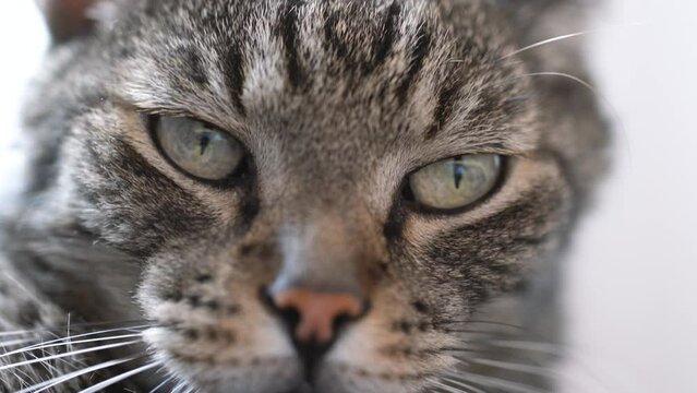 Gray striped tabby cat, closeup detail on his face