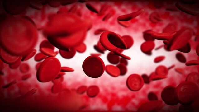 Seamless loop video of Inside Blood Vessel. Close up blood Stream inside Artery. Erythrocytes, Lymphocytes and Thrombocytes flow animation. Concept: microbiology, molecule, pharmaceutical, education.