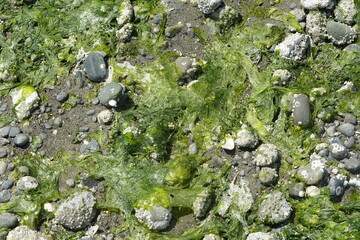 Marrowstone Island - Washington, USA